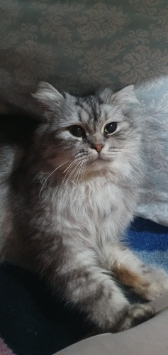 1.5 yaş erkek kısır uysal fotoğraf