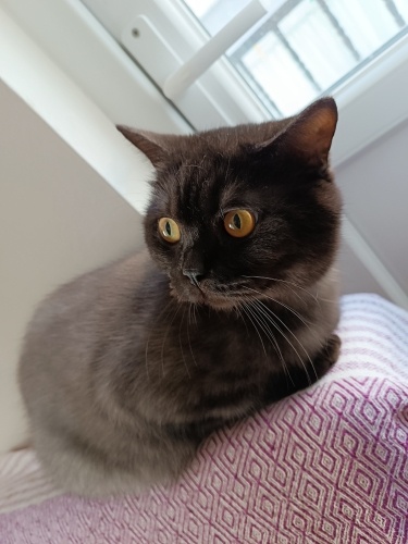 Ücretsiz acil sahiplendirme fotoğraf