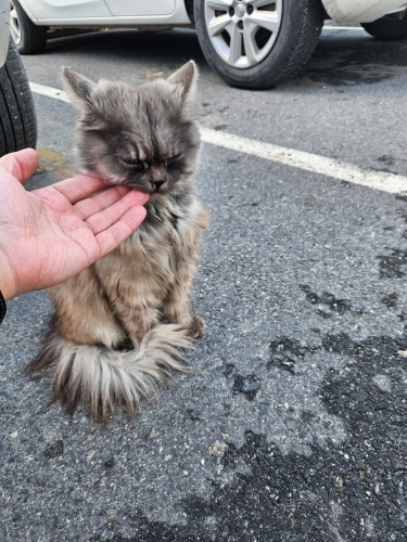 Sokakta kalmış bir İran kedisi fotoğraf