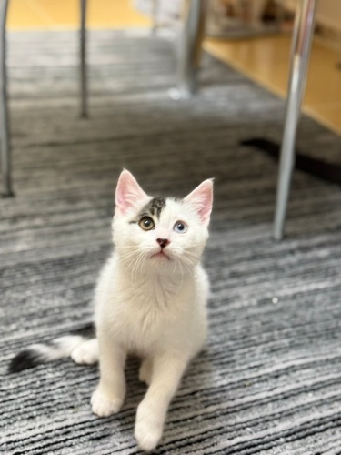 Bu iki minik yavrumuza takip şartı ile yuva arıyoruz. fotoğraf