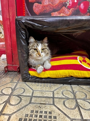 Acil Yuva Gerekiyor 1 Yaşında fotoğraf