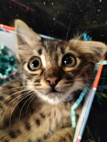 Göbüşlü minicik mırmır bebeğe yuva arıyoruz ❤️ fotoğraf