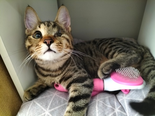 ❤️Korsan mırmır oğlan yuva arıyor ❤️ fotoğraf