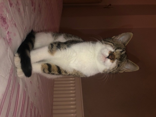 Gözleri engelli kedi için yuva arıyoruz fotoğraf