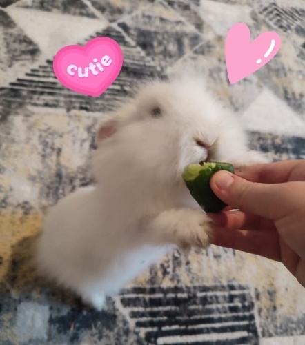 Tatlı bebek Yuki yuvasını arıyor fotoğraf