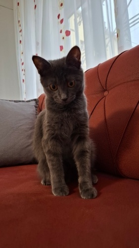 Sevimli, İlgi bağımlısı fotoğraf