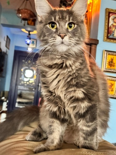 Zeyna oyuncu bir güzellik fotoğraf