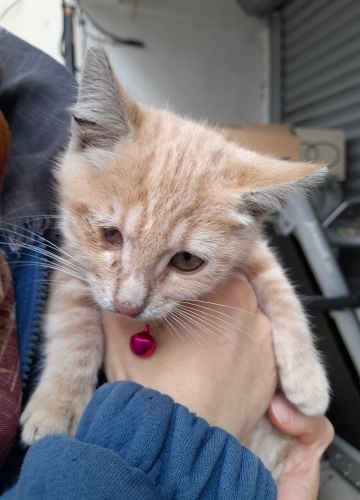 Bir gözü engelli Simla’ya ömürlük yuva fotoğraf