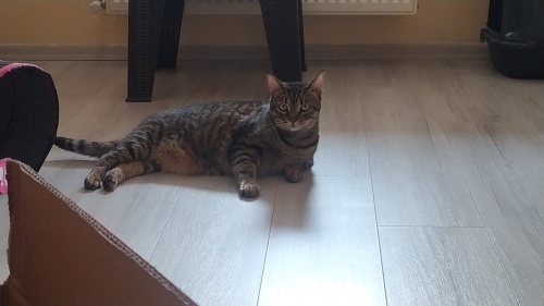 Acil yuva aranıyor fotoğraf