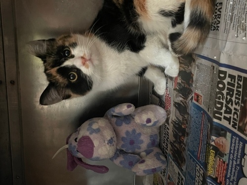 5 aylık yavru kedi fotoğraf