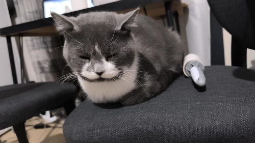 sitemizde yaşayan dünyalar tatlısı diegoya yuva arıyoruz. fotoğraf