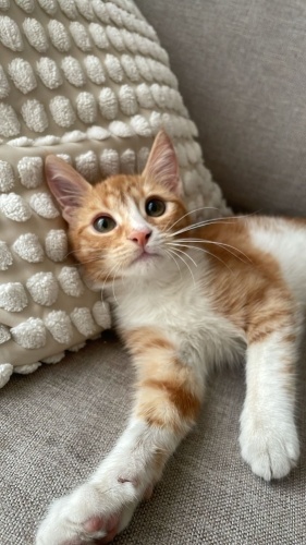 Kiki'ye sıcak bir yuva bulalım fotoğraf