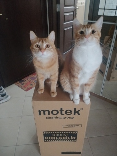 Üzgün surat Garfield ve Yalayıcı fotoğraf