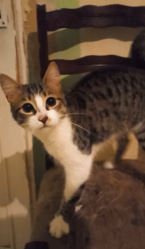 Sahibi çok hasta olan kediye acil yuva gerekiyor fotoğraf