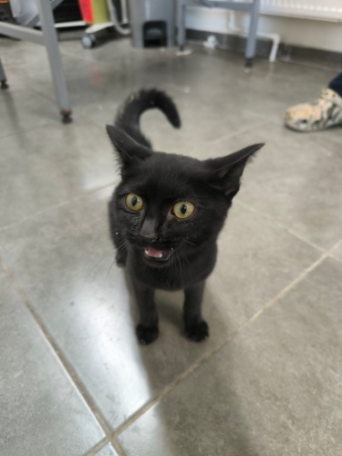 GECE'YE, ONU ÇOK SEVECEK AİLE ARIYORUZ fotoğraf