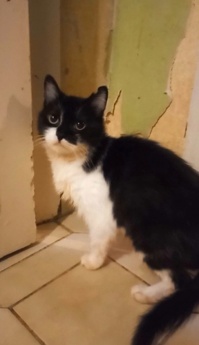 Sahibi çok hasta olan kedi için acil yuva gerekiyor fotoğraf