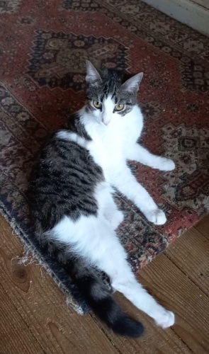 Engelli kedi için çok acil yuva gerekiyor fotoğraf