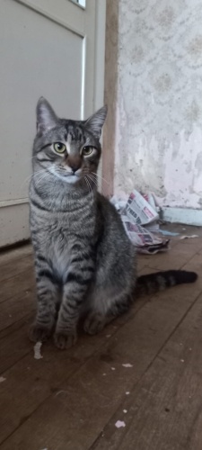 Engelli kediye çok acil yuva gerekiyor fotoğraf