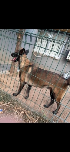 Ömürlük yuva arıyor fotoğraf