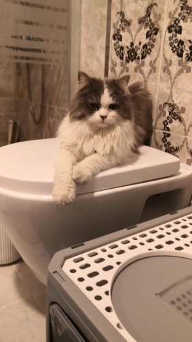 NORVEÇ ORMAN KEDİSİ SOKAKTA BULUNDU SAHİBİNİ BULAMADIK YUVA ARIYORUZ BUCA fotoğraf