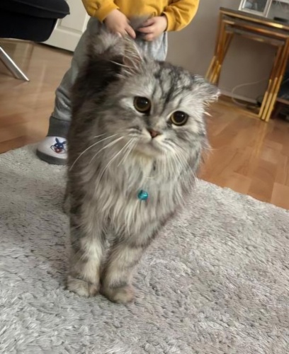 1.5 YAŞINDA BRİTİSH LONGHAİR KISIR ERKEK KEDİ ÖMÜRLÜK YUVASINI ARIYOR SULTANGAZİ fotoğraf