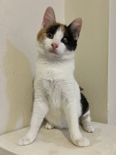 Üç Renkli (Calico) 4 Aylık Dişi Yavru, AYDIN/EFELER’de Ücretsiz Sahiplendirme fotoğraf