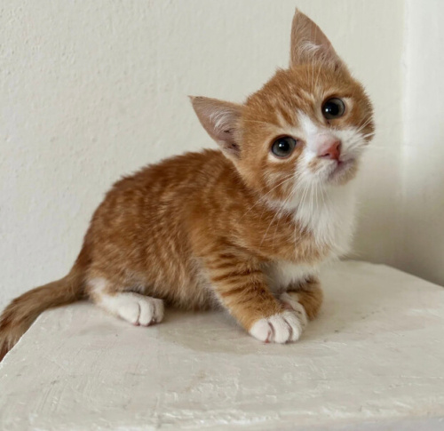 Wobbly Cat Sendromlu Sarı-Beyaz Sevgi Pıtırcığına Yuva (Aydın/Efeler) fotoğraf