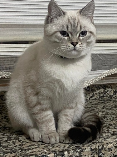 6 aylık silver point cinsi kediye yuva arıyoruz fotoğraf