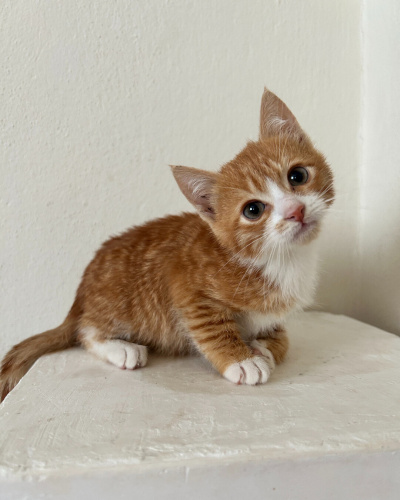 2 Aylık Sarı Sarman Yavruya Güvenli ve Sevgi Dolu Yuva 💛 fotoğraf