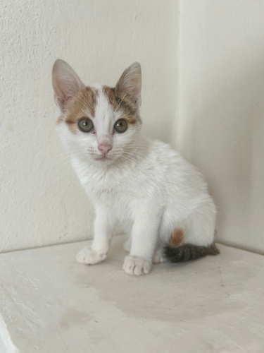 Beyaz ağırlıklı tekir yavru kedi sahiplendirme fotoğraf