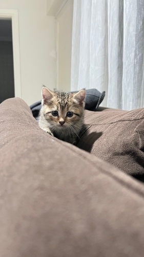 Zeki, Oyuncu ve Sevgi Dolu Minik Kızımız fotoğraf