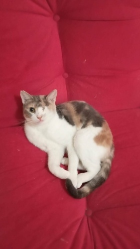 TEK GÖZÜ AMPUTE EDİLMİŞ 4 YAŞINDA KISIR CALİCO KIZ ÖMÜRLÜK YUVASINI ARIYOR fotoğraf