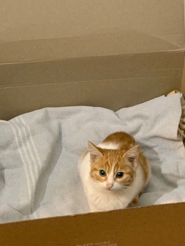 Şişli’deki bu küçük yavru kedi için sıcak bir yuva arıyorum 💛 fotoğraf