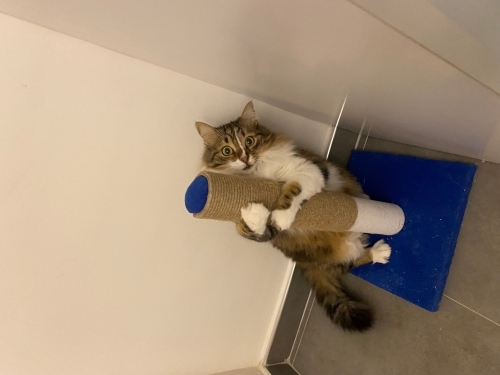 Çok cana yakın sevgi delisi fotoğraf