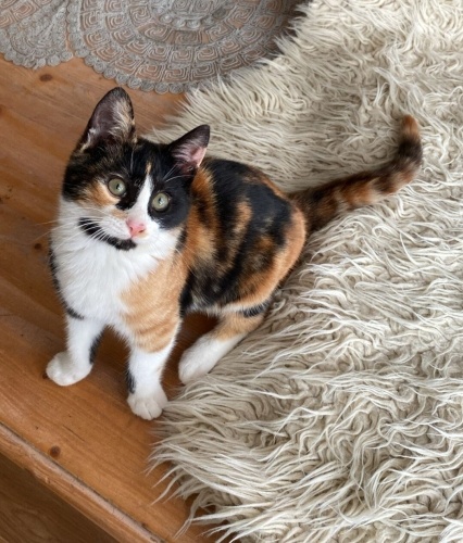 Acil yuva aranıyor fotoğraf