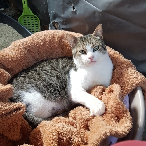 Sevgi yumağı Samsun'da yuva arıyor🥰 fotoğraf