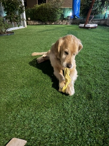 Golden oğlumuz yuva arıyor fotoğraf