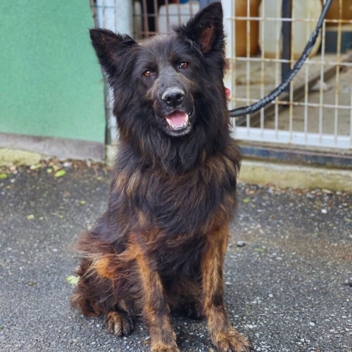 Dünya Tatlısı Nero yuva arıyor! fotoğraf