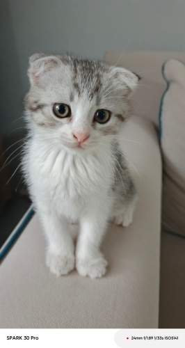 Masum yüzlü scotish yuva arıyor fotoğraf