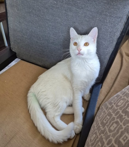 Caillou ile sevgi dolu bir hayat istermisiniz💕😻 fotoğraf