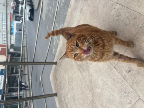 Böbrek hastası özel bir can fotoğraf