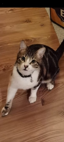 Sakin prense yuva fotoğraf