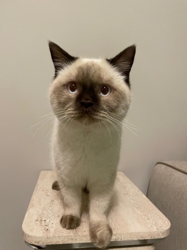 YAKIŞIKLI OSMANIMA YUVA ARIYORUM fotoğraf