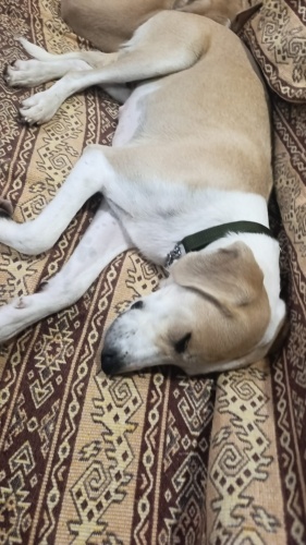 Ömürlük yuva arıyor fotoğraf