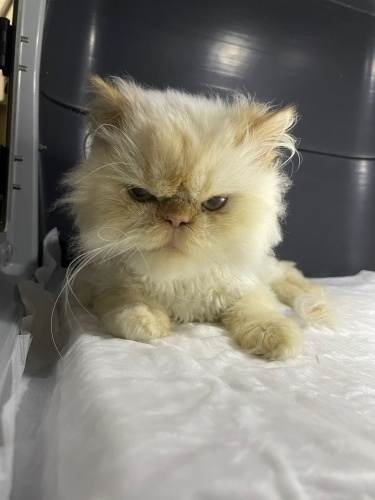 Pamuk şeker yuva arıyor fotoğraf