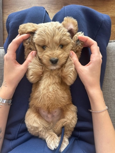 50 günlük toy poodle fotoğraf