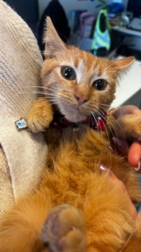 YAKIŞIKLIYA YUVA fotoğraf