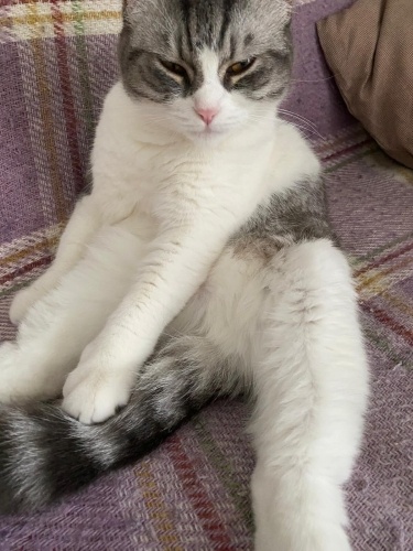 1,5 yaşında , kısır, dişi, uslu, uysal fotoğraf