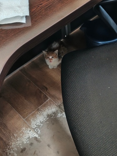 Minik sarı yavruya yuva aranıyor fotoğraf