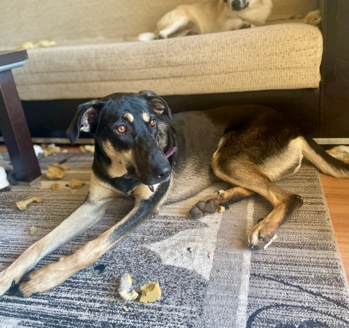 ANTALYA! Maya’nın masrafları bize ait. Ona güzel bir yuva🐶🌸 fotoğraf